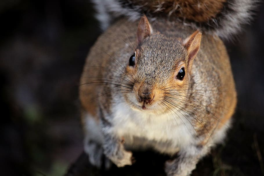 squirrel, animal, nature, wild, cute, wildlife, mammal, outdoor HD wallpaper