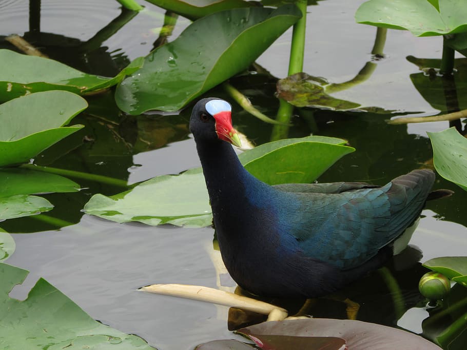 Florida, Bird, Everglades, Feather, nature, wildlife, outdoors HD wallpaper