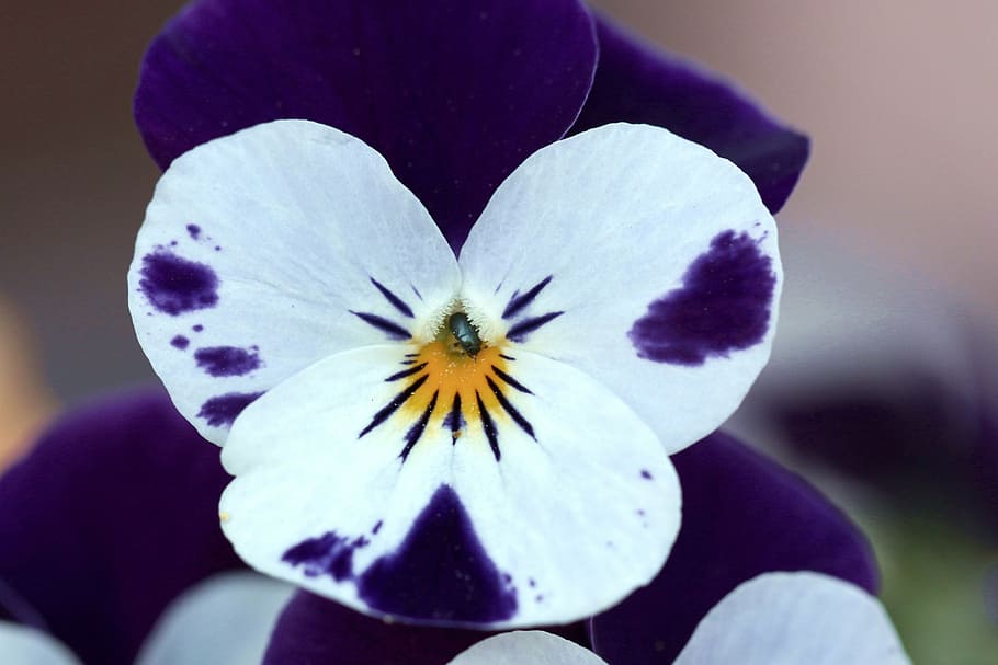 pansy, closeup, the beetle, worm, pansies, garden, spring, blooming HD wallpaper