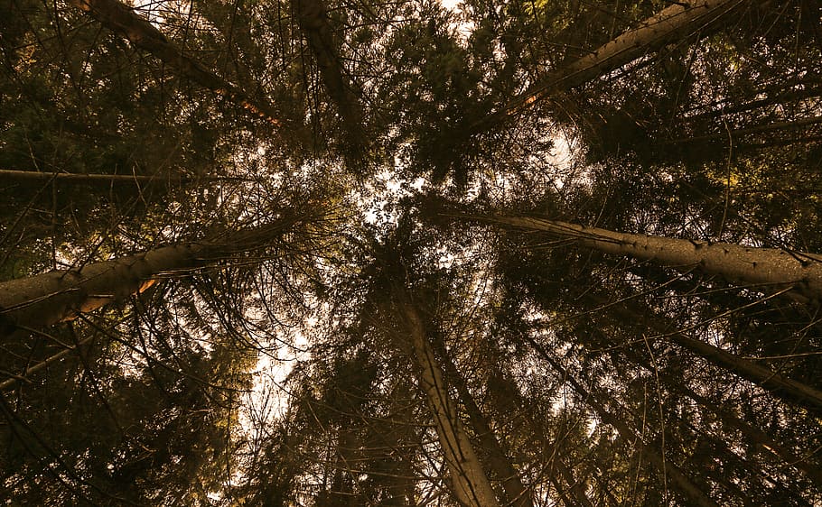 trees, nature, forest, landscape, tree in the tree, summer HD wallpaper