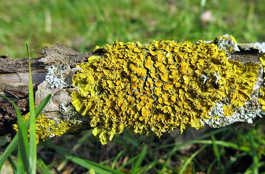 lichen, leaf braid, dead wood, green, plant, nature, yellow HD wallpaper