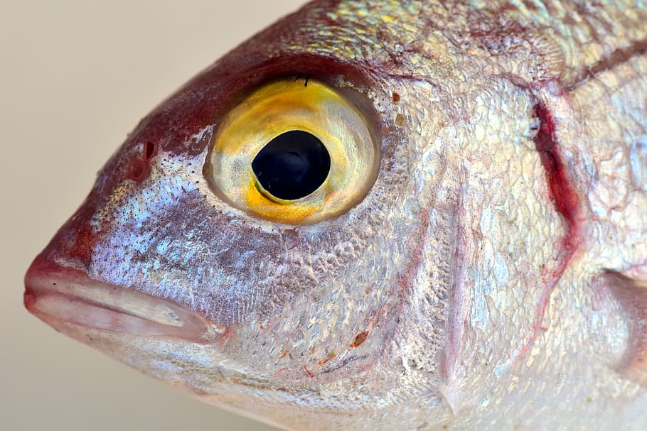 close up photo of gray fish, mediterranean, salzwasserfisch, small, HD wall...