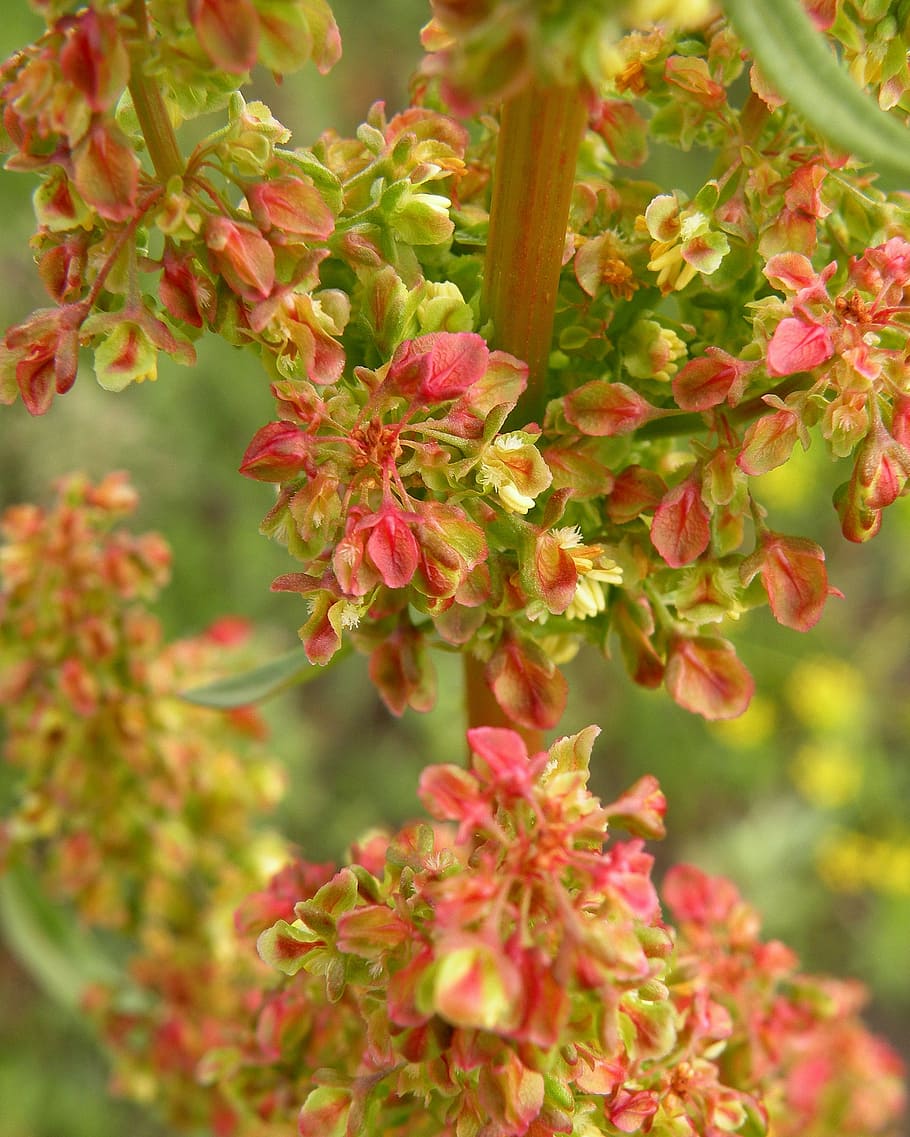floral, background, pink, red, green, tiny, flowers, spring HD wallpaper