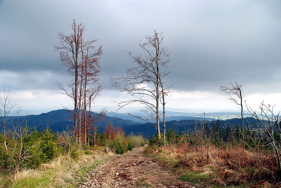 mountains, view, landscape, poland, beskids, tree, spring, trail HD wallpaper