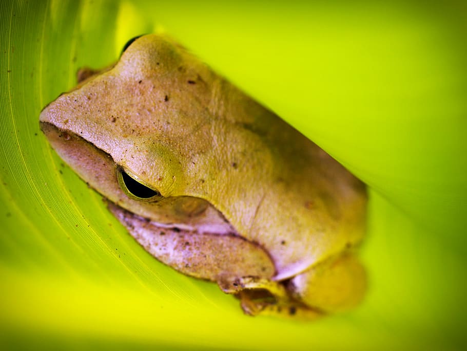 tree, frog, rain, gorgeous, natural, tropical, green, yellow HD wallpaper