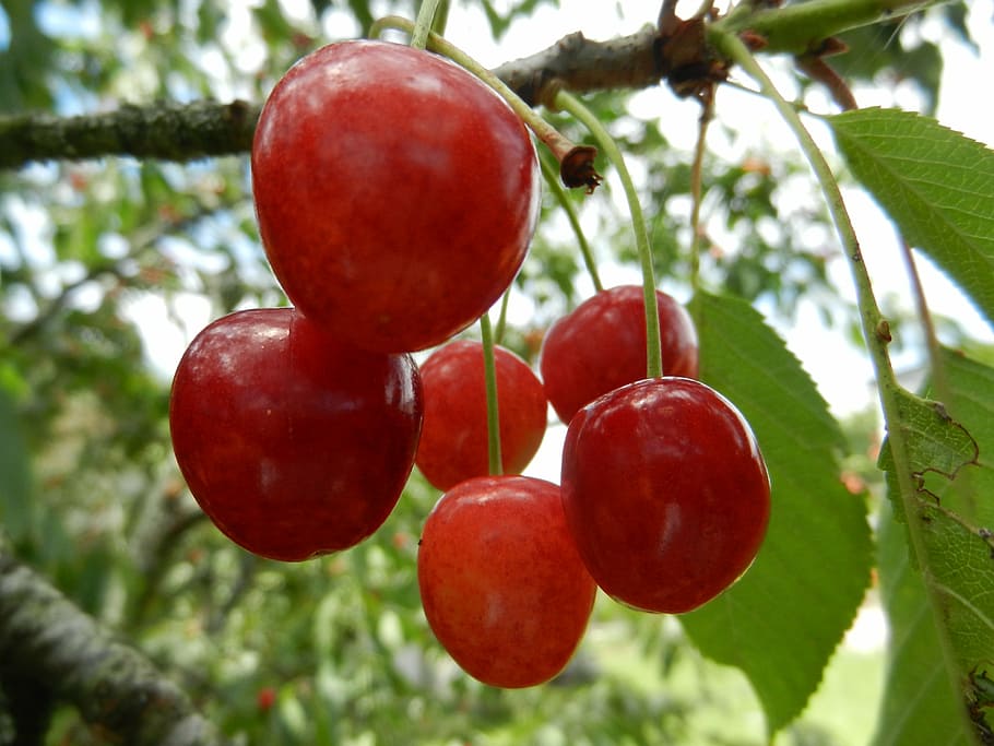 cherries, fruit, leaves, healthy eating, food and drink, tree HD wallpaper