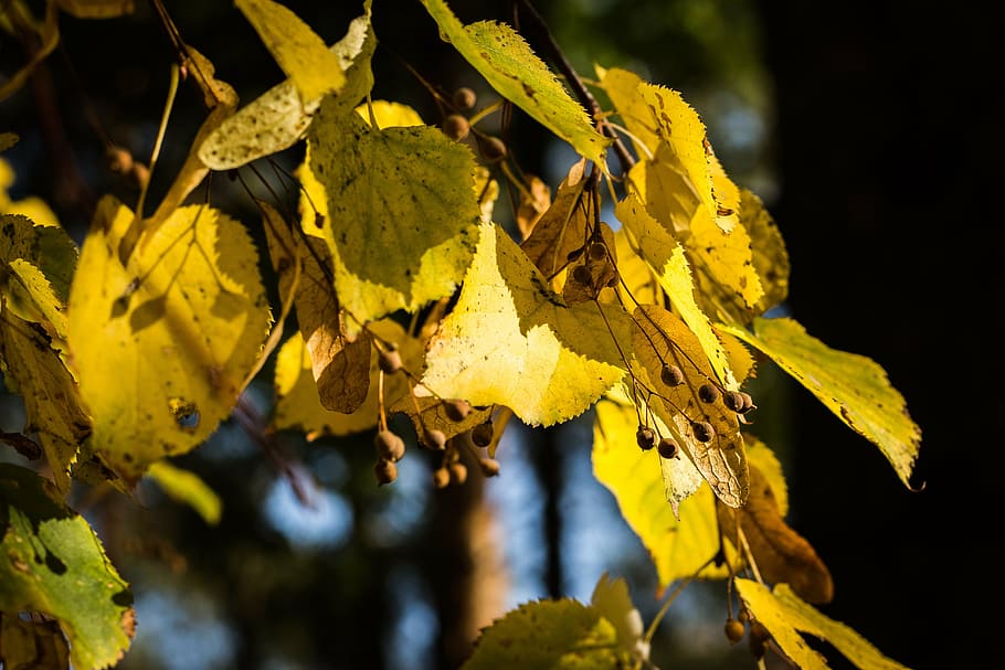 tree, sheet, nature, macro, flower, autumn, leaf, yellow, season HD wallpaper
