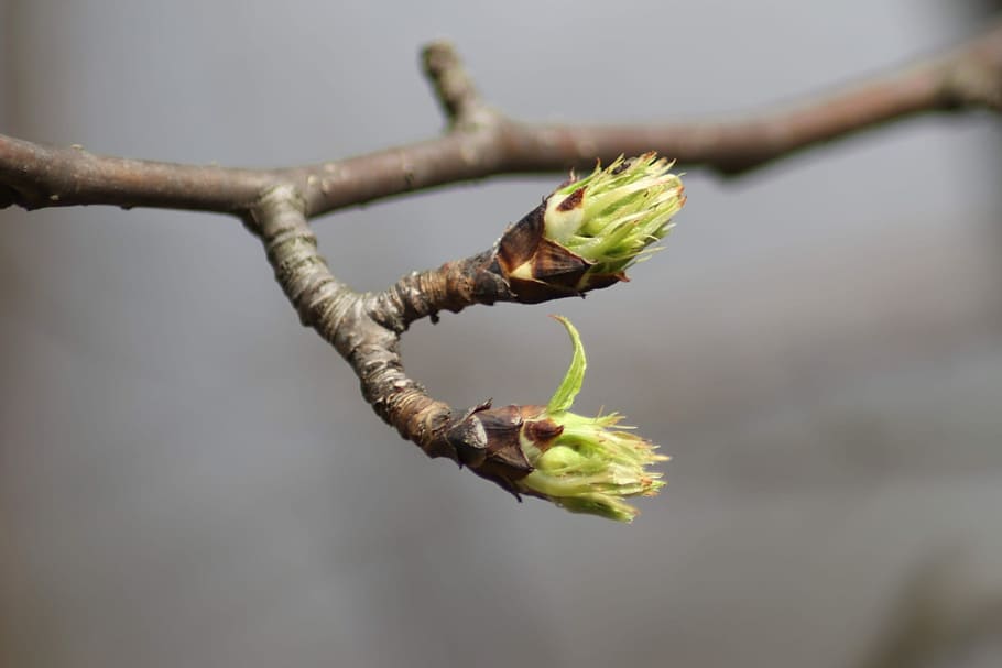 branch, no one, sheet, nature, tree, kidney, spring, bloom HD wallpaper