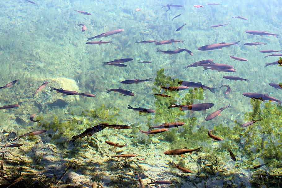Fish, Water, Clear, Swarm, Nature, fish swarm, river, lake, HD wallpaper