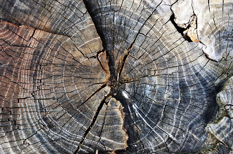 growth-ring, old, log, rotten, stump, forest, nature, wood, HD wallpaper