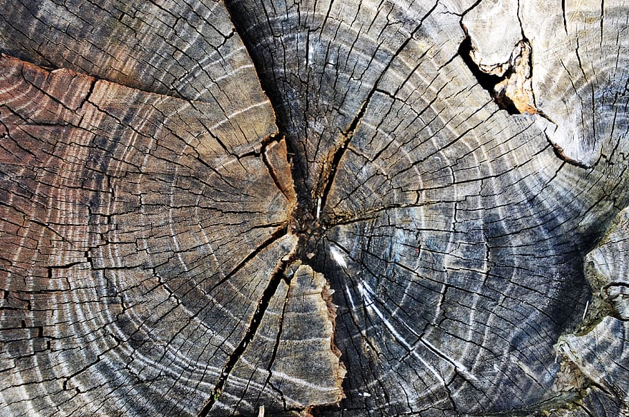 growth-ring, old, log, rotten, stump, forest, nature, wood HD wallpaper