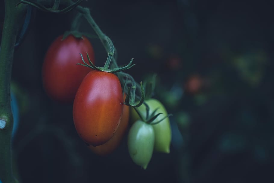 selective focus photography of red and green fruits, red and green tomatoes focus photography HD wallpaper