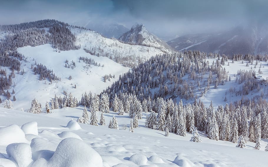 snow, winter, white, cold, weather, ice, trees, plants, nature HD wallpaper