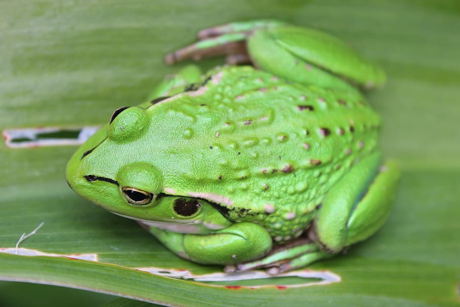Green Frog, small green frog, green color, close-up, no people HD wallpaper