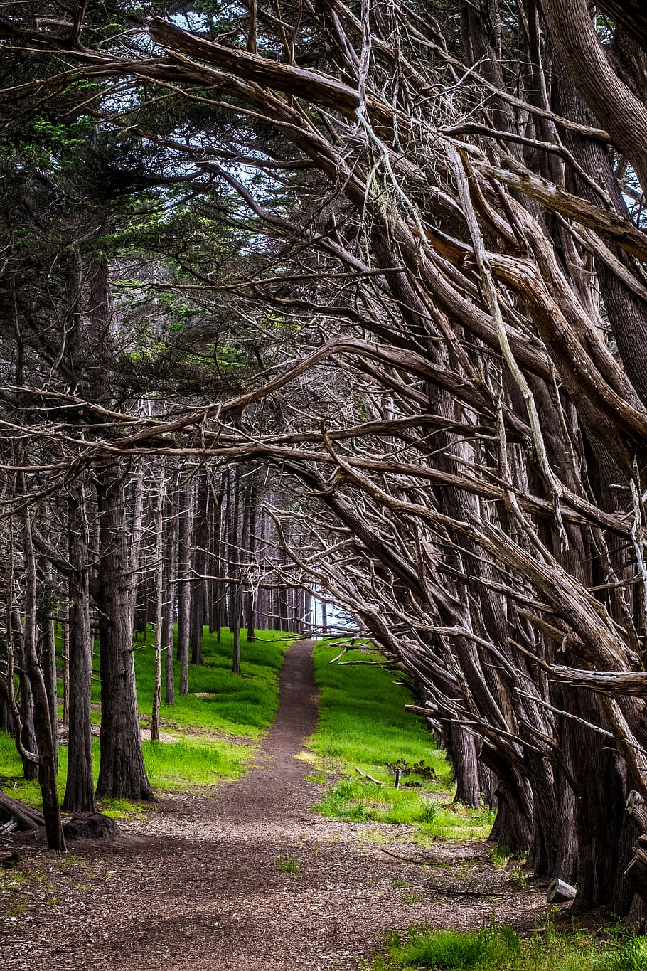 boardwalk surrounded by baretrees, pathway under leafless trees HD wallpaper