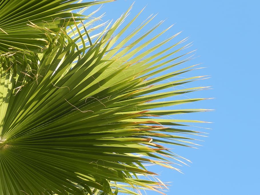 Palm, Green, Leaf, Tropical, Sky, summer, palm tree, palm leaf HD wallpaper