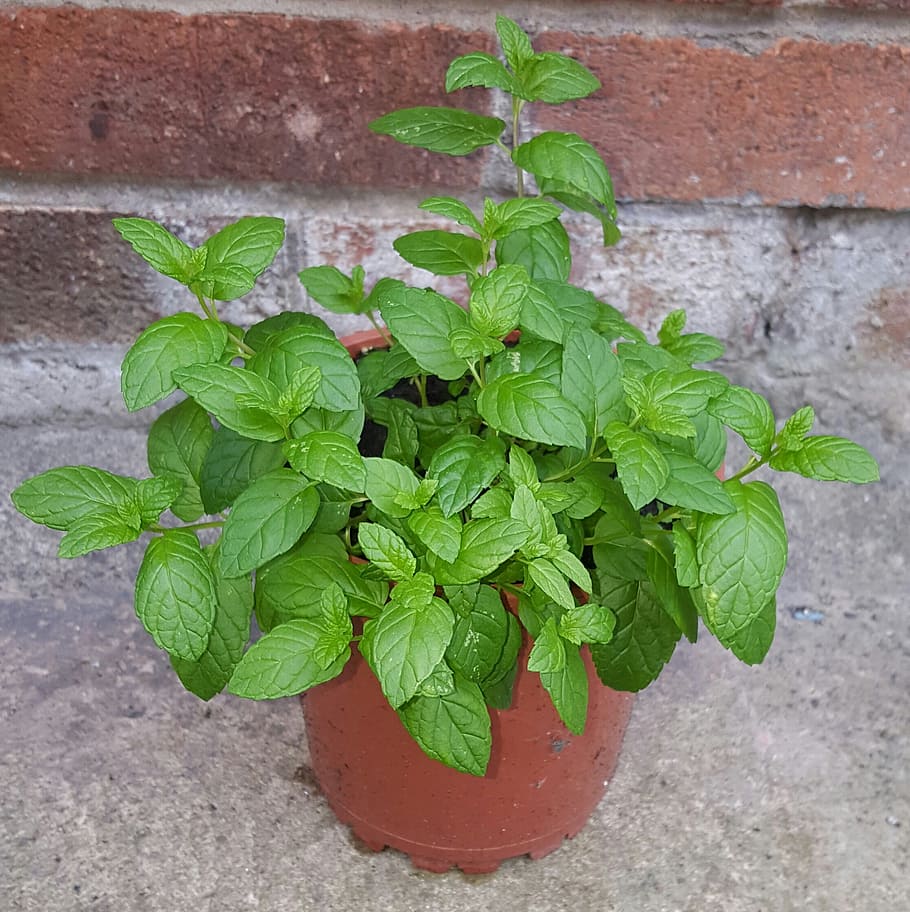 mint plant in pot, herb, organic, menthol, grow, gardening, green