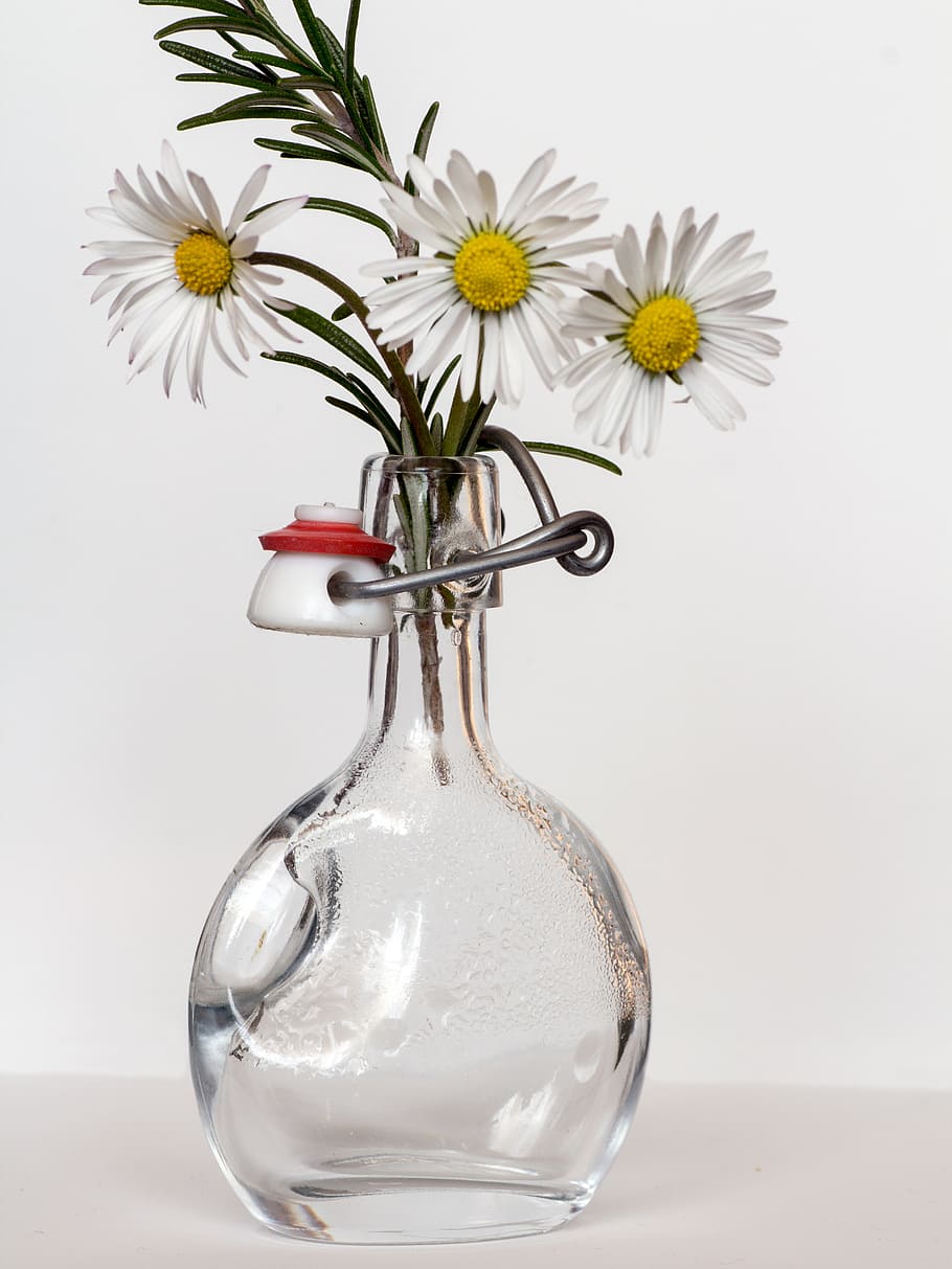 still life photography of white daisy flowers in clear glass vase HD wallpaper