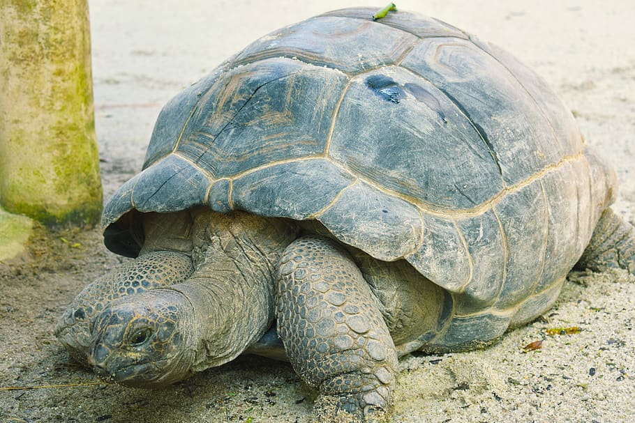 tortoise, shell, turtle, reptile, animal themes, animal wildlife HD wallpaper