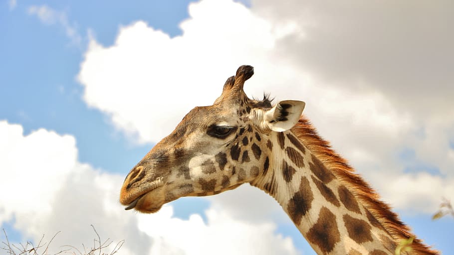 giraffe, sky, animal, head, cloud - sky, animal themes, animal wildlife HD wallpaper