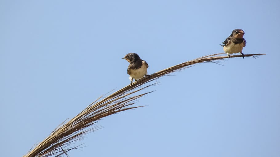 Swallows, Branch, Reed, Nature, resting, summer, passerine birds HD wallpaper