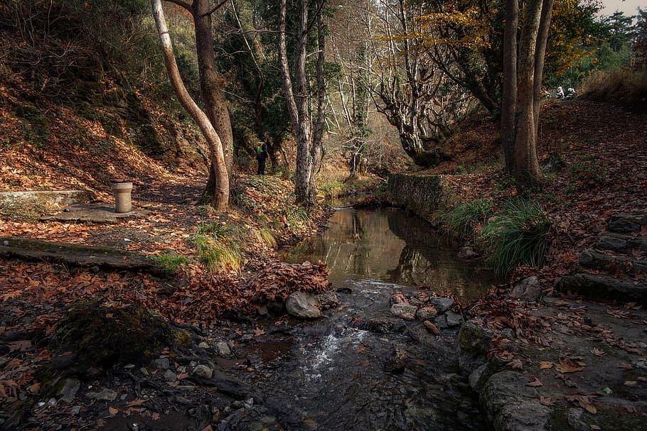 stream of water near trees and fallen leaves during daytime HD wallpaper