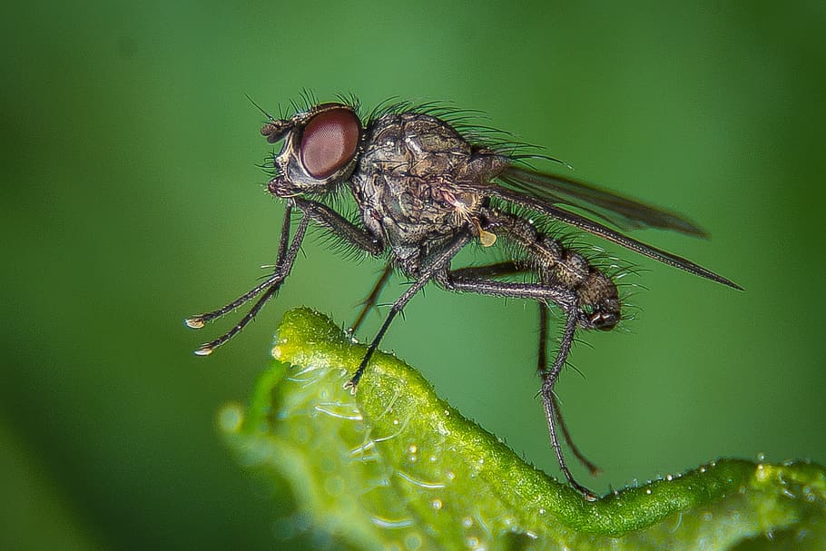 fly, macro, public record, insect, nature, close, animal, compound eyes HD wallpaper