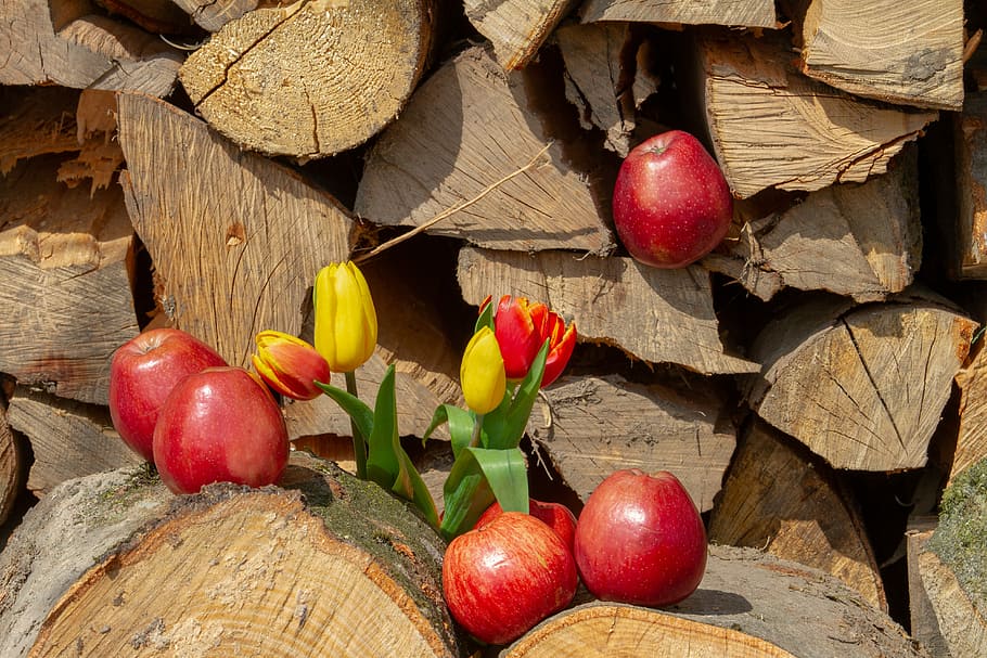 red apples on firewood, flower, tulips, holzstapel, healthy HD wallpaper