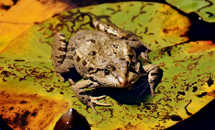frog, pond, animal, water frog, frog pond, high, toad, animal wildlife HD wallpaper