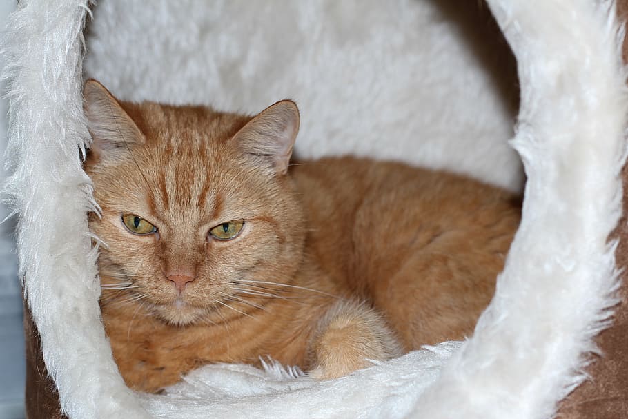 cat, red cat, mackerel, pet, pets, domestic Cat, animal, cute HD wallpaper