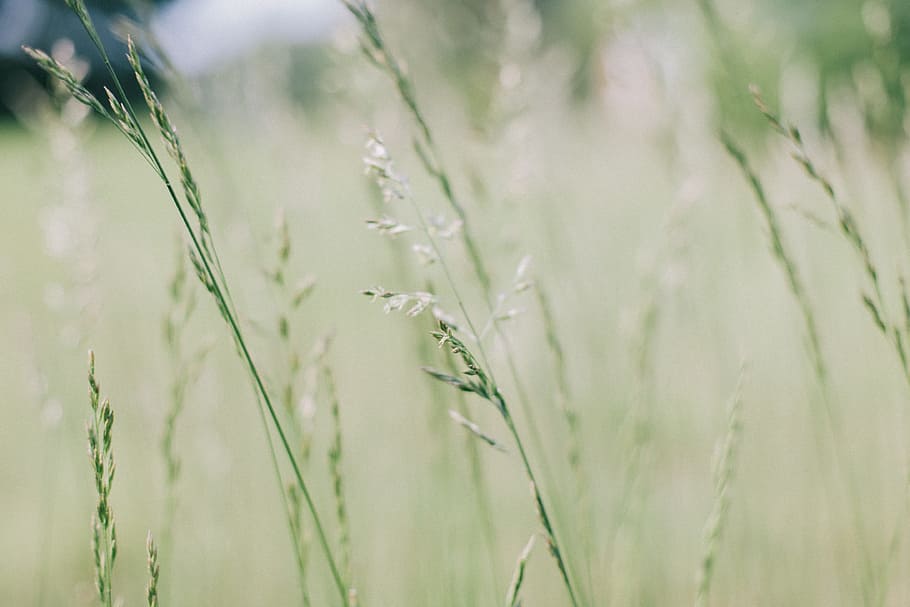 selective focus photography of green leaf plants, stilt photography of green plant field HD wallpaper