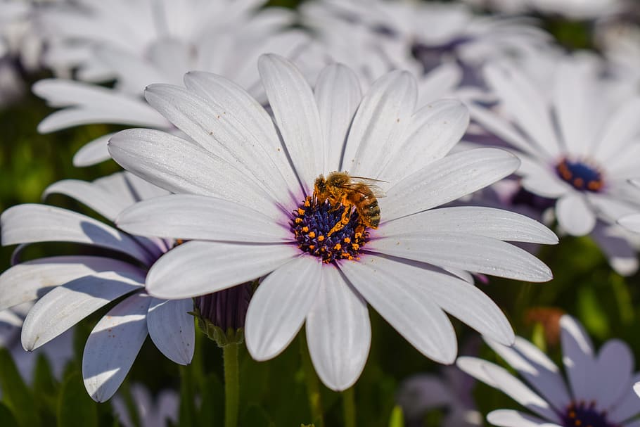 African Daisy, Bee, Nature, Flower, plant, insect, spring, white, HD wallpaper