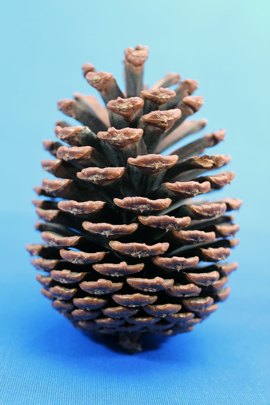 Pine Cones, Pine Beauty, close-up, nature, colored background HD wallpaper