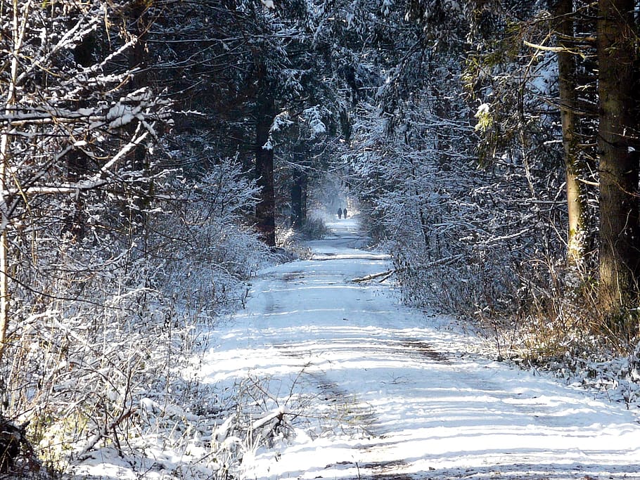 winter forest, away, nature, snow, tree, cold temperature, plant HD wallpaper