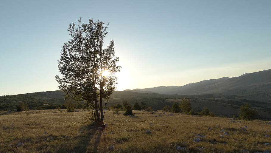 wood, summer, landscape, sky, plant, tree, tranquility, scenics - nature HD wallpaper