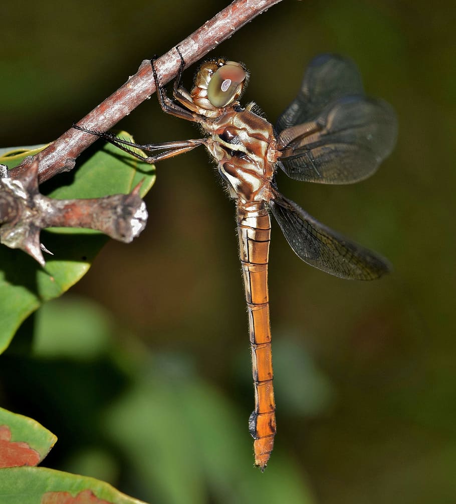 dragonfly, insect, winged insect, flying insect, wings, close up HD wallpaper