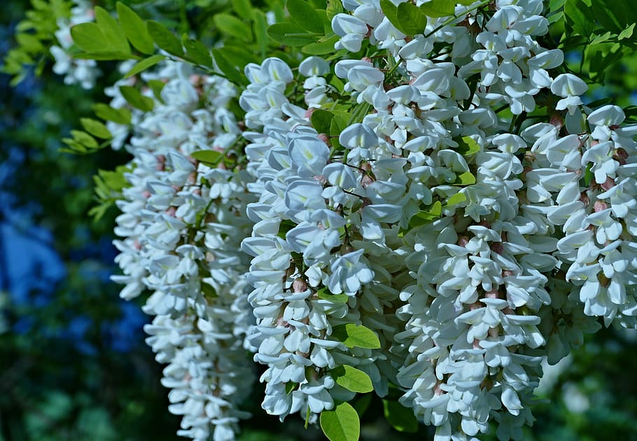 acacia, flowers, spring, tree, nature, branch, in bloom flowers HD wallpaper