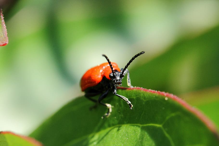 beetle, macro, sheet, invertebrate, insect, animal wildlife HD wallpaper