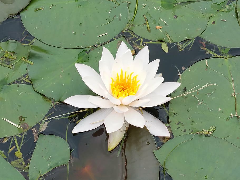 lotus, flowers, hydrangea, water lily, leaf, lake, flowering plant HD wallpaper