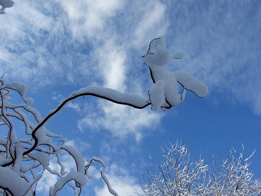 winter, sky, snow, cloud - sky, low angle view, branch, nature HD wallpaper