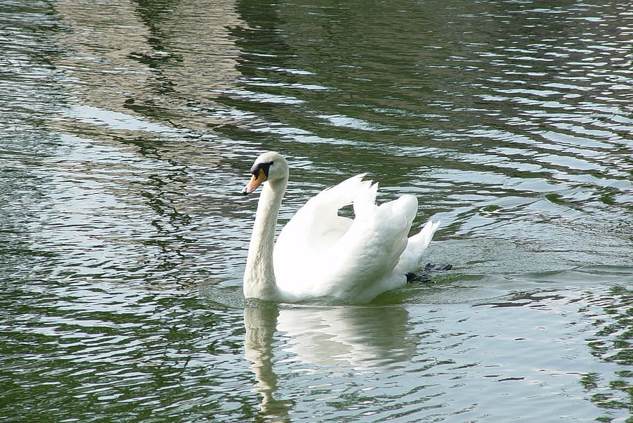 swan, bird, white, park, water, pond, beautiful, nature, animal HD wallpaper