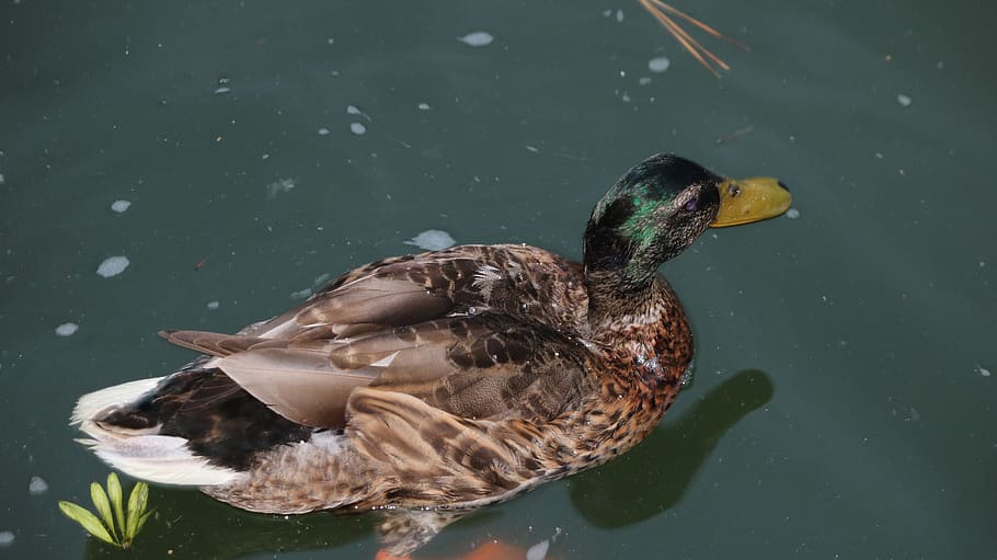 duck, lake, animal themes, bird, animals in the wild, vertebrate HD wallpaper