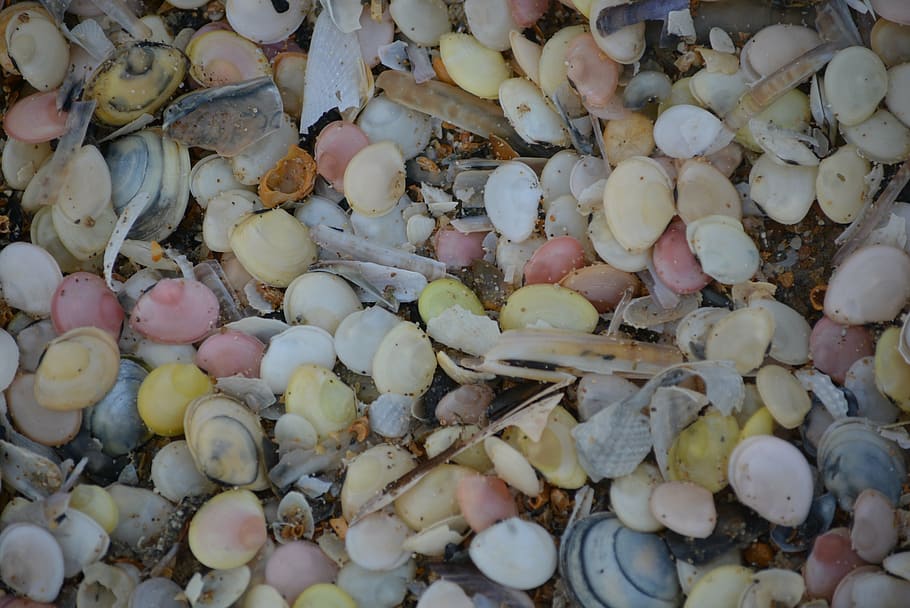 shells, nature, colors, full frame, backgrounds, abundance HD wallpaper