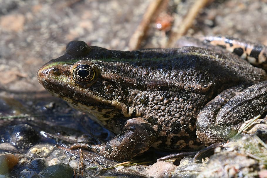 frog, amphibian, nature, animal world, swamp, waters, close