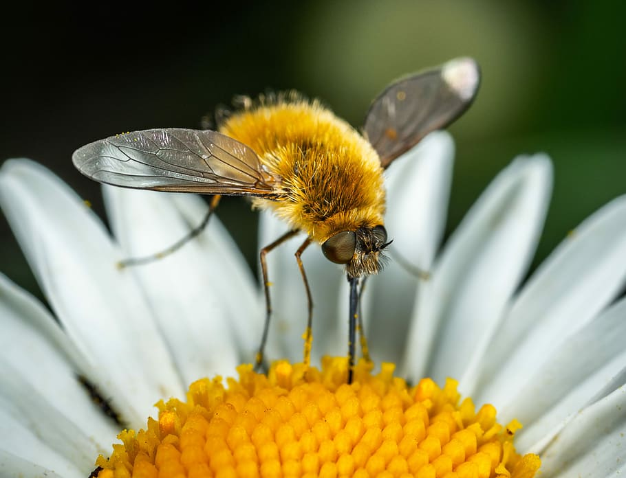daisy, diptera, insect, buzzed, bespozvonochnoe, macro, furry HD wallpaper