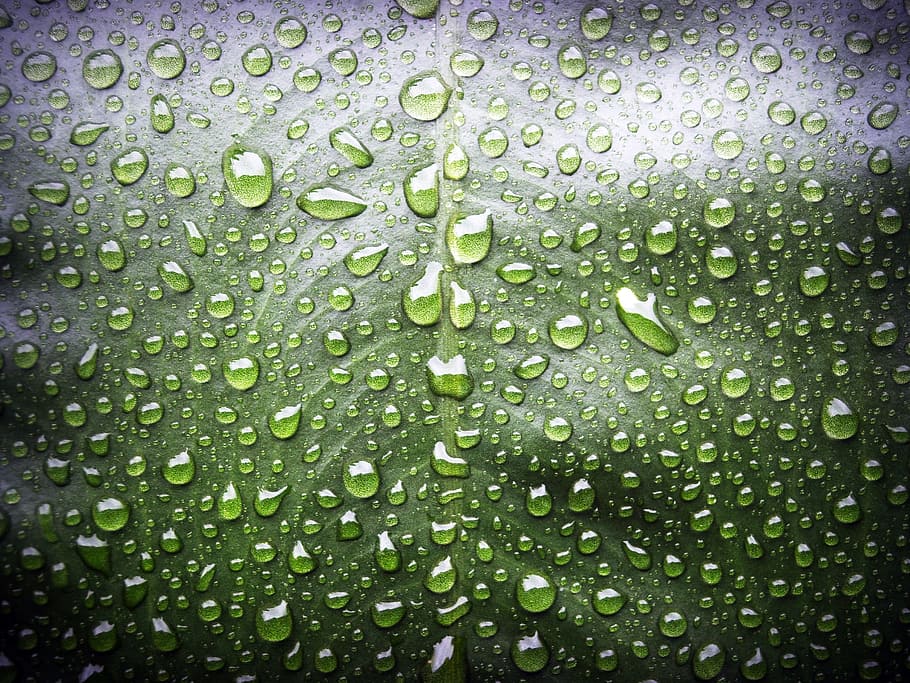glass with moisture, leaf, water, green, drop, background, natural HD wallpaper