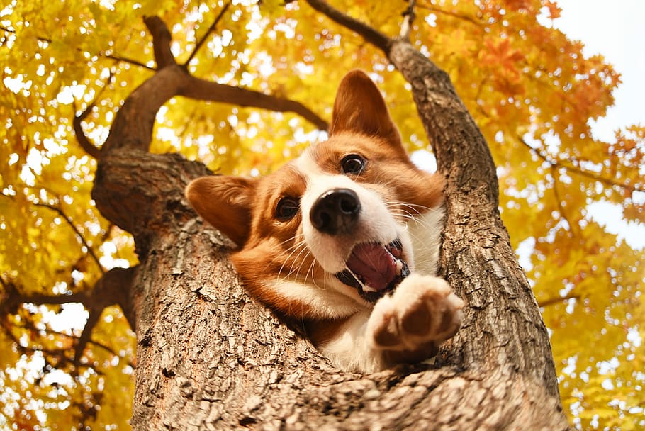 pets, dog, tree, one animal, mammal, plant, tree trunk, animal themes HD wallpaper