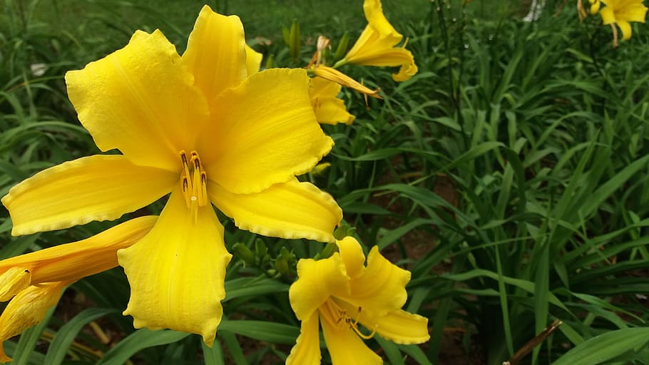 Lily, Flowers, Yellow, Spring, Spring, Garden, delicate flowers HD wallpaper