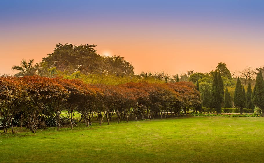landscape photography of brown trees, green trees on green grass during sunrise HD wallpaper