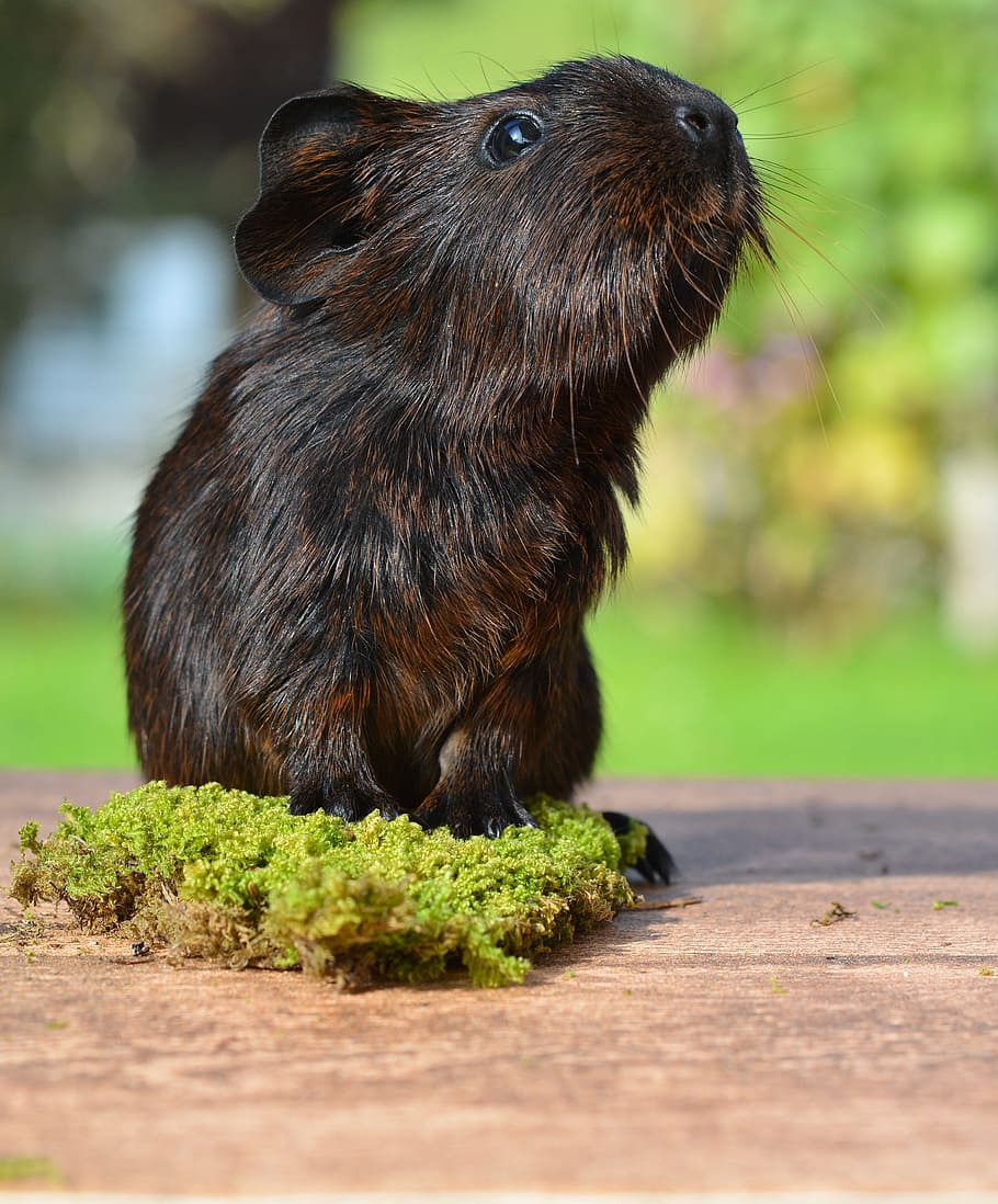 guinea pig on brown wooden surface, smooth hair, gold agouti, HD wallpaper